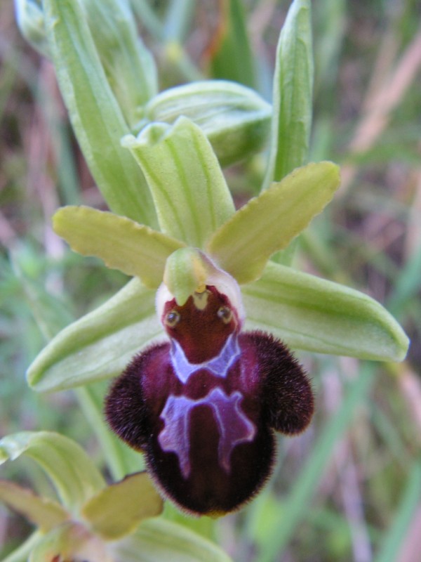 Ophrys